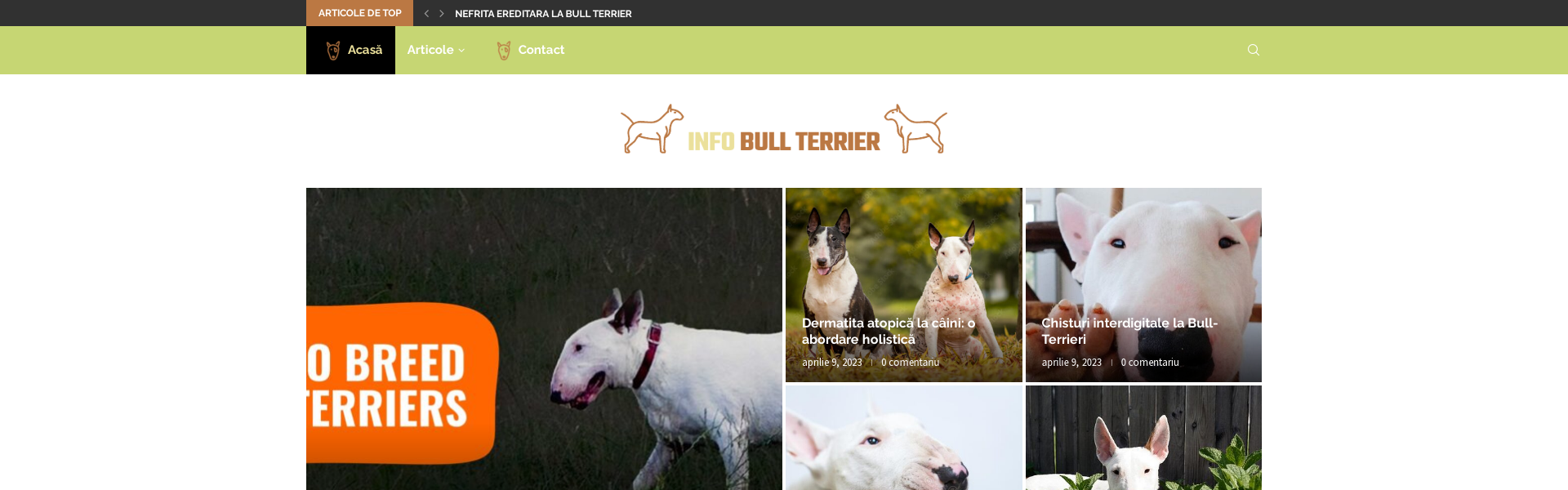 Info Bull Terrier